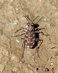 Lophyra flexuosa