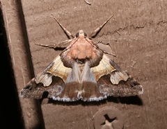 Drasteria pallescens