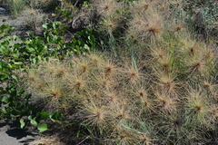 Spinifex littoreus