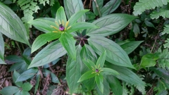 Paris polyphylla
