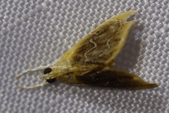 Glaphyria fulminalis