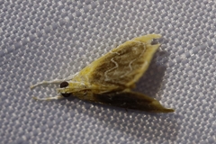 Glaphyria fulminalis