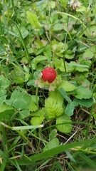 Potentilla indica