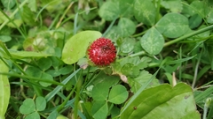 Potentilla indica