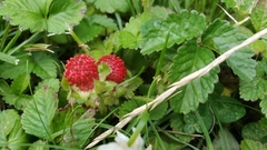 Potentilla indica