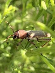 Xylotrechus