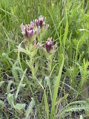 Castilleja pilosa