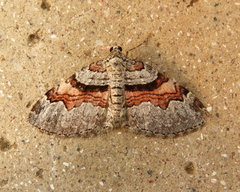 Xanthorhoe labradorensis