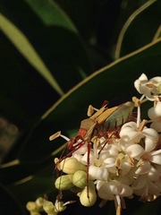 Zelus laticornis