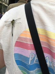 Dromogomphus spinosus
