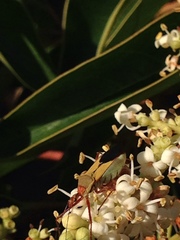 Zelus laticornis