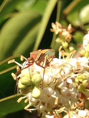 Zelus laticornis