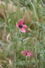 Papaver hybridum