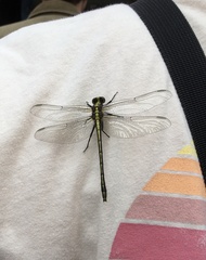 Dromogomphus spinosus
