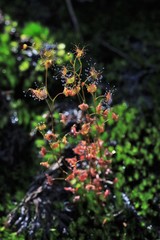 Drosera peltata