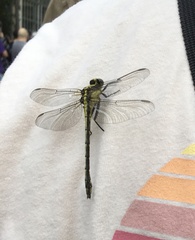 Dromogomphus spinosus