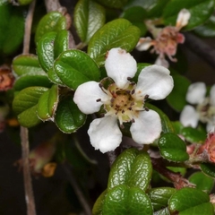Cotoneaster morrisonensis