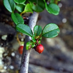 Cotoneaster morrisonensis