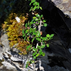 Cotoneaster morrisonensis