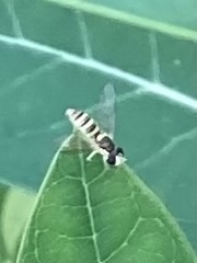 Sphaerophoria contigua