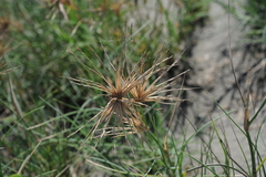 Spinifex littoreus
