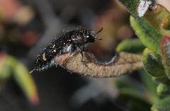 Acmaeodera angelica