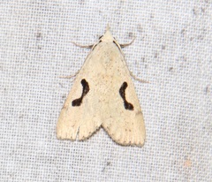 Herminodes concatenalis