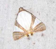 Eulepidotis rectimargo