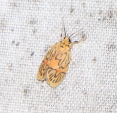 Prepiella aurea