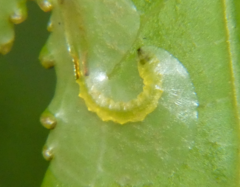 Phyllocnistis liquidambarisella