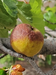 Malus domestica
