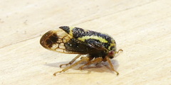 Ophiderma flava