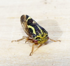 Ophiderma flava