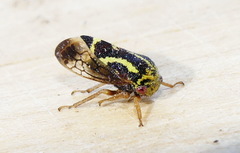 Ophiderma flava
