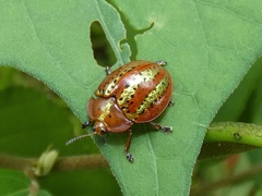 Chelymorpha alternans