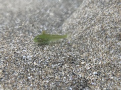 Clinocottus acuticeps