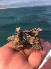 Aploactisoma milesii