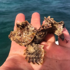 Aploactisoma milesii