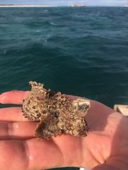 Aploactisoma milesii