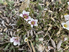 Cherleria arctica