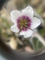 Cherleria arctica