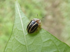 Agroiconota propinqua