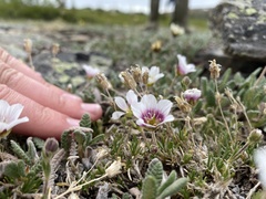 Cherleria arctica