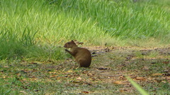 Dasyprocta variegata