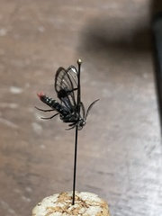 Aethria analis