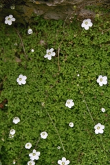 Arenaria balearica
