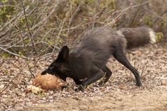 Vulpes vulpes bangsi