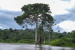 Ceiba pentandra — photo 2