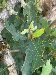 Quercus × alvordiana