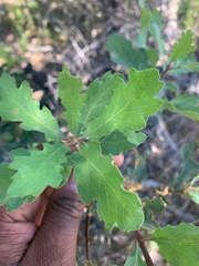 Quercus × alvordiana